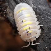 Armadillidium Granulatum Magic Potion